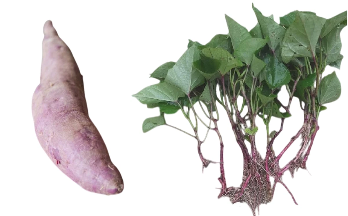 15 Molokai Sweet Potato Cuttings: Organic Sweet Potato Slips – Set of 15... - €40,57 EUR