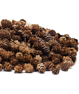 250 PCS Christmas Natural Mini Pine Cones-Thanksgiving Pinecones Ornamen... - $24.00