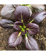 Purple Pak Choi Rape - 500 Seeds - $186.18 MXN