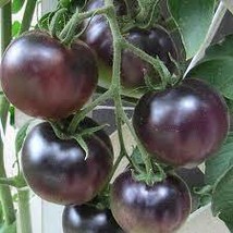 25 Heirloom Black Tomato Middle-sized Fruit Seeds - $10.11