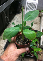 Dwarf Cavendish Banana Plant - Live Banana Plant - Dwarf Banana - £21.09 GBP