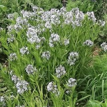 10 Shining Bluestar Ozark Or Showy Blue Star Amsonia Illustris Flower Seeds New  - £12.10 GBP