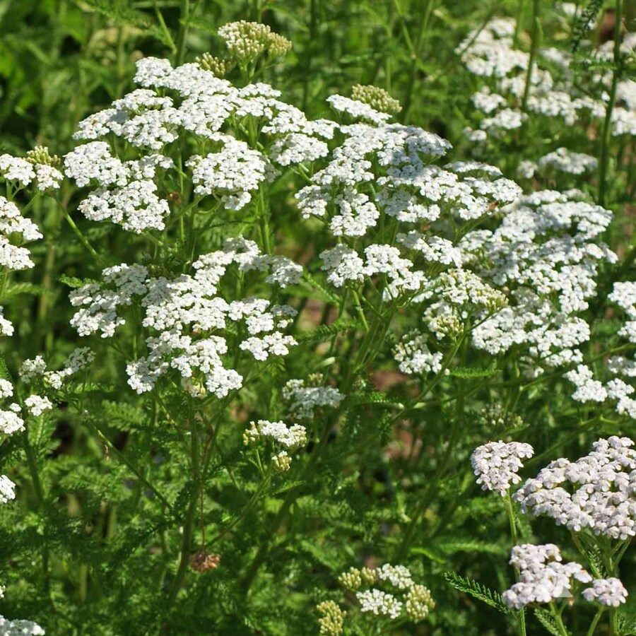 White Yarrow Achillea Millefolium White Flowering Plant Flowering Herb F... - $16.96