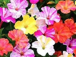 30 Four O’clock Flower Seeds Mixed Marbled Pink Orange Yellow Hardy Perennials - £7.20 GBP