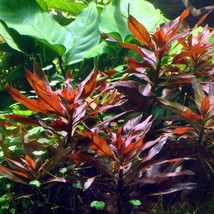 Live Aquarium Plants Ludwigia Peruensis Bunch APF Red Glandulosa - £23.59 GBP