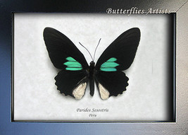 Emerald Patched Parides Sesostris Real Butterfly Framed Entomology Shado... - $52.99