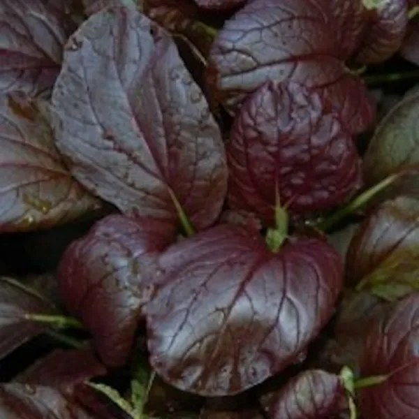 300 Gourmet Purple Pak Choi Seeds Bok Choi Brassica Rapa Chinensis Fresh... - £8.22 GBP