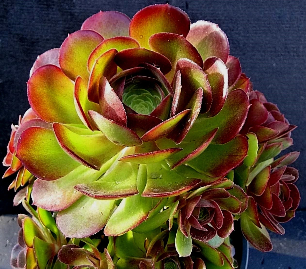 RARE Aeonium DURANGO Succulent 2 cuttings - $25.85