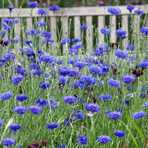 SEPT 250+ Bachelor Button Dwarf Blue Seeds Cornflower Fresh For Your Flo... - £4.49 GBP