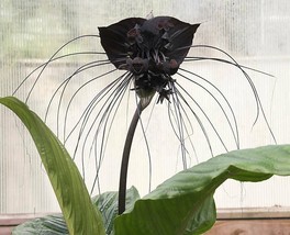 FMG Tacca Chantrieri 10 Seeds The Greenhouse Black Bat Plant Tropical Fa... - $299.48 MXN