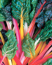 BPA 150 Seeds Mixed Colors Northern Lights Swiss Chard (Perpetual Spinach) Beta  - £7.75 GBP