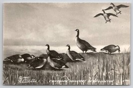 Canadian Honkers In Wisconsin RPPC Ducks Postcard T26 - £8.00 GBP