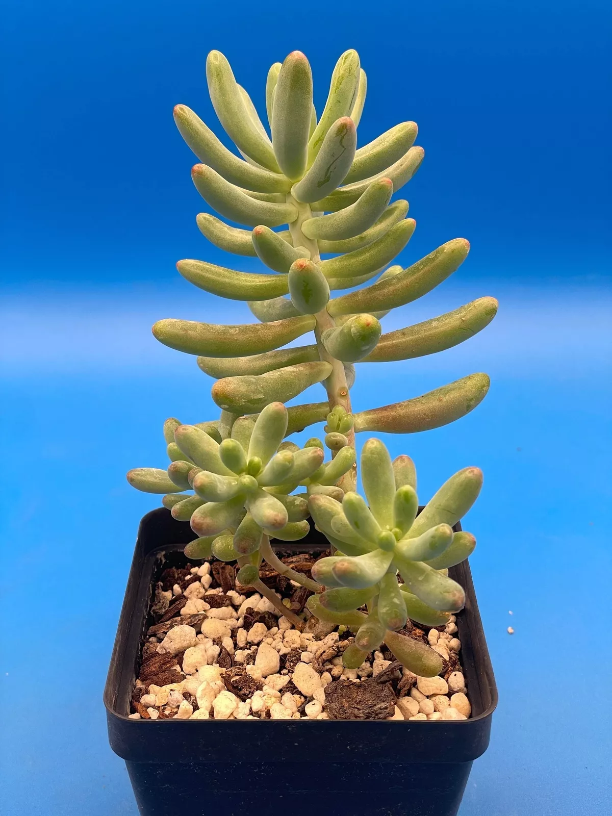 Sedum Pachyphyllum - Jelly Beans Sedum - Ships in 3.5 pot - $27.69