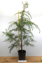 Deodar Cedar, Lg 1 Gallon Tree 36-44 Inches tall, graceful, pendulous branches - £31.95 GBP+