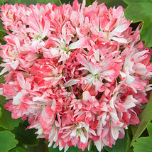 BELLFARM &#39;Thousand-Hand Kwan-yin&#39; Geranium Pink White Flowers Seeds, 10 Seeds, R - £3.56 GBP