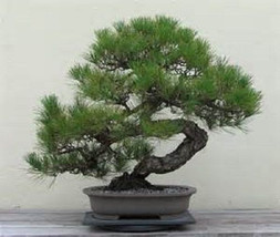 5 Japanese Black Pine Tree-1144 - $3.98