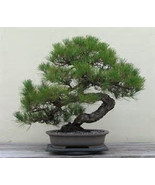 5 Japanese Black Pine Tree-1144 - $2.98