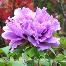 New Fresh Xin Shou Light Purple Peony Plant Flower Seeds Pack 5 Seeds / Pack Lig - £4.53 GBP