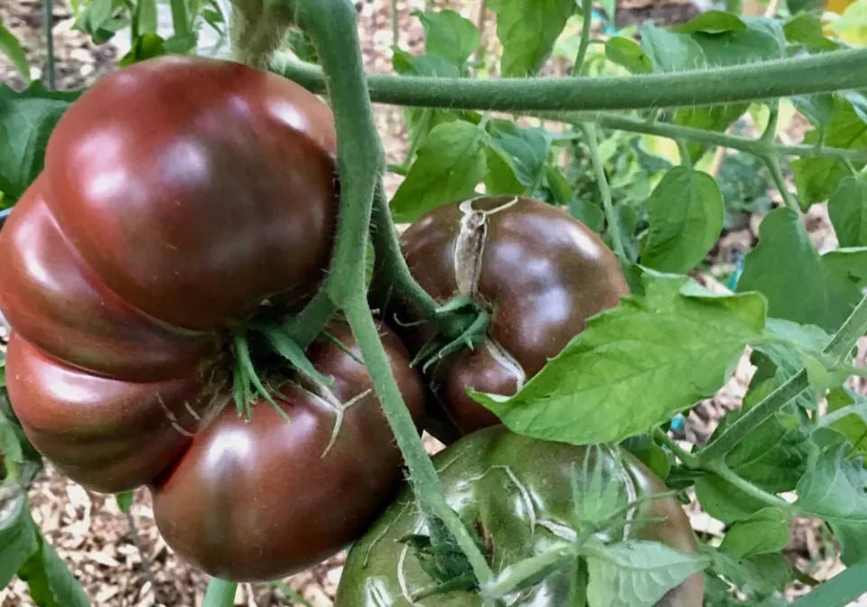 LWS Cherokee Purple Tomato Heirloom Non Gmo Herb 30 Seeds Fast Shipping - £7.44 GBP