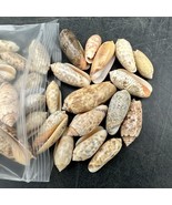 250g Olive Shells - Polished for Crafts and Jewellery Making - $19.54