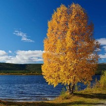 Yellow Paper Birch Tree Seeds - £7.18 GBP