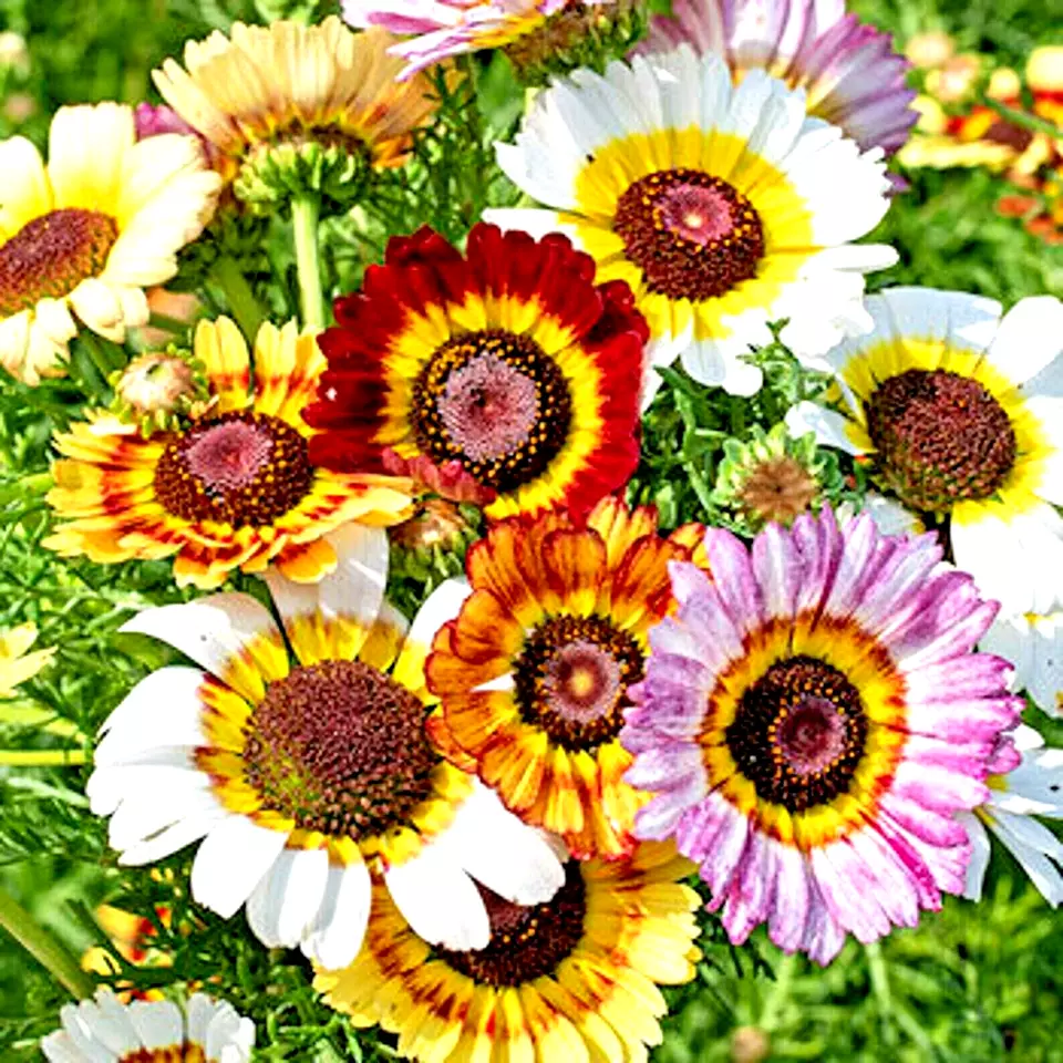 500 Painted Daisy Tricolor Spring Mix Seeds US Seller - $8.80