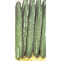 USA Seller Palace King Cucumber Seeds Fast Shipping - £9.88 GBP