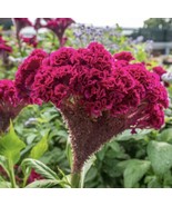 BPA 500 Seeds Giant Red Cockscomb Seeds Non Gmo Fresh Harvest From US - £15.78 GBP