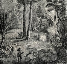 Upas Poison Tree Of Java Wood Engraving 1887 Victorian Nature Art DWEE21 - £39.32 GBP