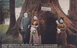 Big Tree Gen&#39;l Fremont Santa Cruz California CA 1936 Postcard D56 - £2.35 GBP