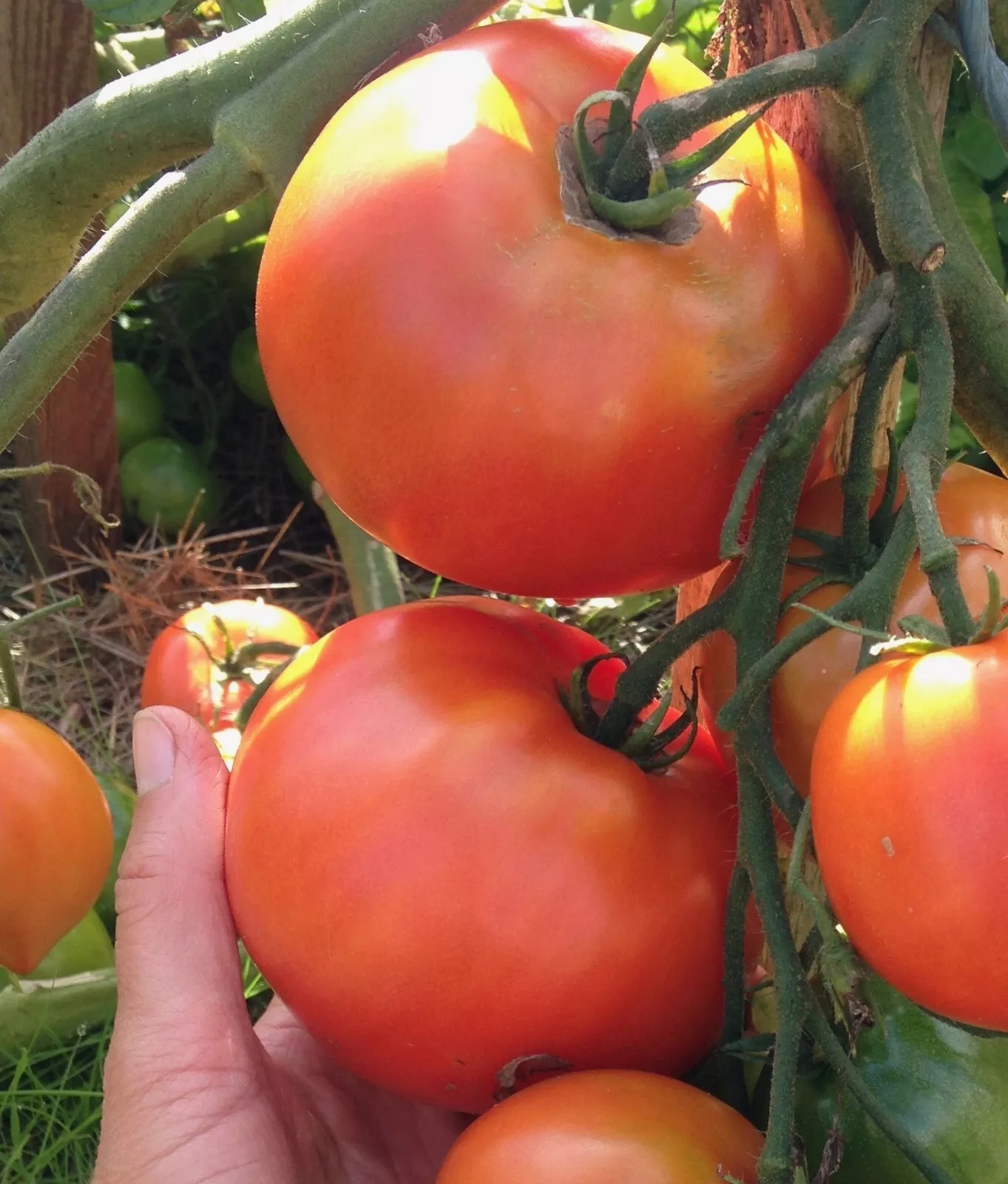 50 Seeds Rocket Tomato Vegetable Garden - £7.69 GBP