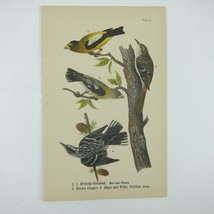Bird Litho Print Evening Grosbeak Brown Creeper Black White Warbler Antique 1890 - £15.79 GBP