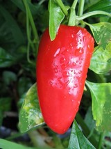 SEED- Fresno Hot Pepper -Fruity, Smoky, Crispy Flavor for Southwest Cuisine - $3.57+