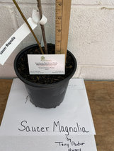 Saucer Magnolia 1 gallon pot Soulangeana image 4