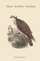 Pandion Haliataetus - Osprey - Sea Hawk - Fish Eagle - $19.97