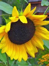 Golden Sunflowers 100 Seeds Organic Newly Harvested, The Classic Sunflower - £5.52 GBP