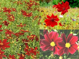 2001+Dwarf Red Plains Coreopsis Native Wildflower Seeds Drought Heat Pollinators - £10.18 GBP