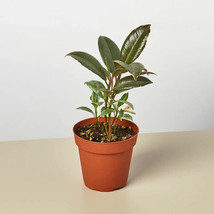 25 Seeds Ficus Elastica Tineke Plant Fresh Seeds USA Seller - £9.46 GBP