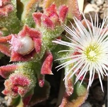 Heirloom Interesting Mesembryanthemum Crystallinum Succulent Plant 100 S... - $13.48