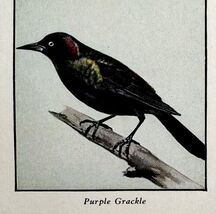 Purple Grackle Bird Print 1931 Blue Book Birds Of America Animals Art PC... - $28.01 CAD