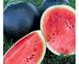 Black Diamond Watermelon Seeds Non-Gmo 25 Fresh Garden Seeds - £7.20 GBP