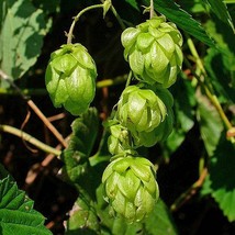 25 Common Hops European Humulus Lupulus Vine Seeds Beer Making Ingredient Seeds  - $14.90