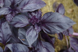 Red Rubin Basil Seeds 200 Herb Ocimum Basilicum Fragrant Fresh Garden Usa Seller - $8.08