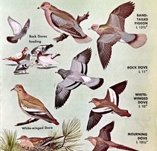 Doves &amp; Pigeons Varieties And Types 1966 Color Bird Art Print Nature #1 ... - £15.73 GBP