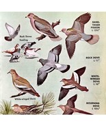 Doves &amp; Pigeons Varieties And Types 1966 Color Bird Art Print Nature #1 ... - £15.73 GBP