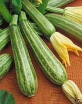 Squash Zucchini Italian Striped Heirloom Vegetable 20 Seeds Fresh Garden USA SEL - $12.58