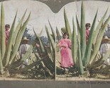 Vtg Stereoview A Giant Maguey Plant Mexico - $14.22