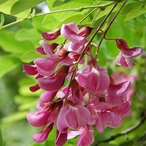 Best USA Seller Indigofera Tinctoria Bengal Or Madras Or True Indigo 100... - £13.82 GBP