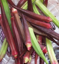 USA SELLER 150 Red Burgundy Okra Abelmoscgus Esculentus Vegetable Seeds Fast Shi - £11.27 GBP