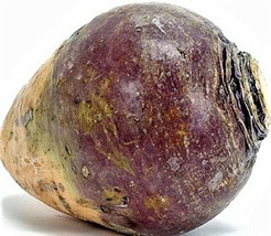 BPA Rutabaga American Purple Top Seeds 500 Seeds Non-Gmo From US - £6.28 GBP